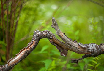 Curved old broken tree branch with cracks on a blurred background of grass and bushes.