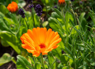 Beautiful orange calendula flower in summer garden (Marigold).