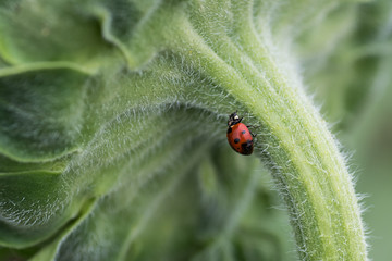Ladybug on sunflower