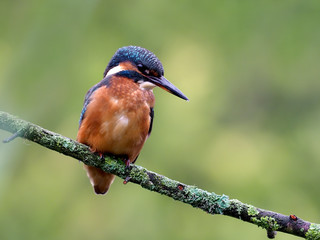 Kingfisher, Alcedo atthis