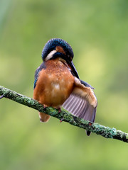 Kingfisher, Alcedo atthis, single bird on branch