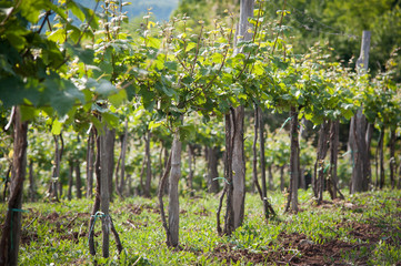 Fototapeta na wymiar Plantations of vineyards in Tuscany