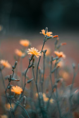 Beautiful Tiny flowers 