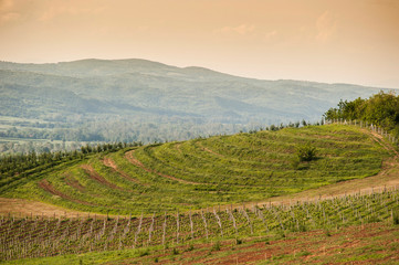 Fototapeta na wymiar Vine lines along the sunny hill in the Tuscany region