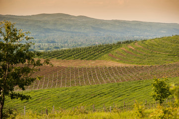 Vine lines along the sunny hill in the Tuscany region