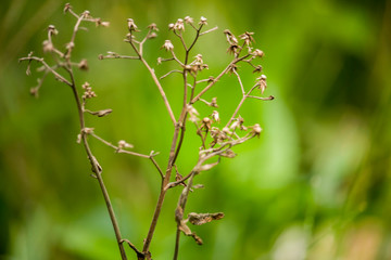 Twig with Dried flowers