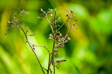 Twig with Dried flower