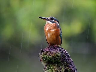 Kingfisher, Alcedo atthis, single bird on branch