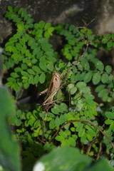 locust on the bush