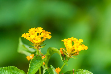 Yellow Lantana camara