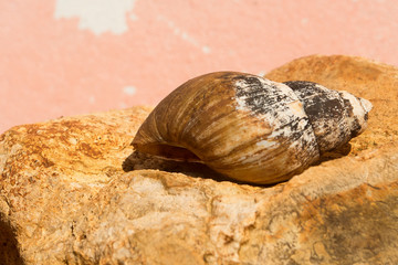 once upon a time a snail