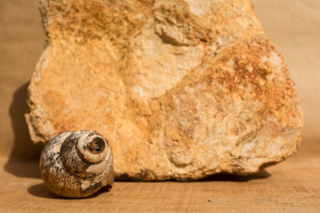 deceased snail and a rock