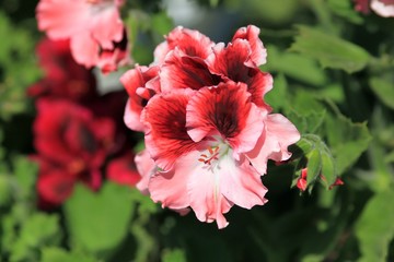 Pink flowers Pelargonium grandifiorum in the garden