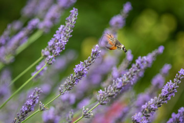 Taubenschwänzchen auf Nektarsuche an Lavendel