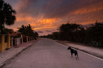 Walking the dog at sunset  Views around the Caribbean island of Curacao