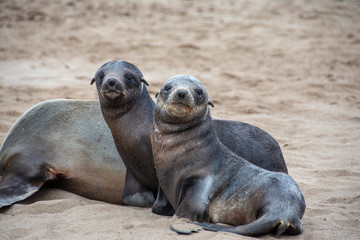 Obraz premium durch die namib nach walvis bay