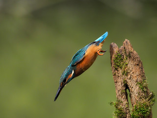 Kingfisher, Alcedo atthis, single bird on branch