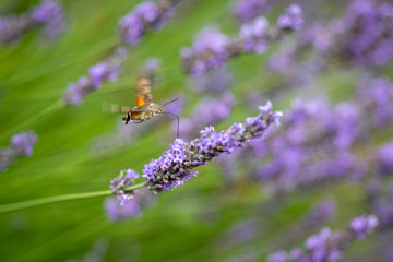 Taubenschwänzchen auf Nektarsuche an Lavendel