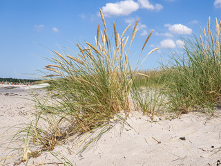 Sand and plants on the beach of the Baltic Sea or North Sea