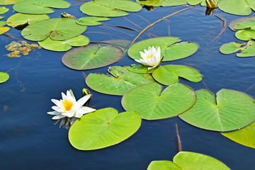 White water Lily in the Summer lake in the open air.