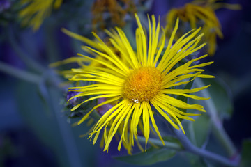 yellow flower on green background
