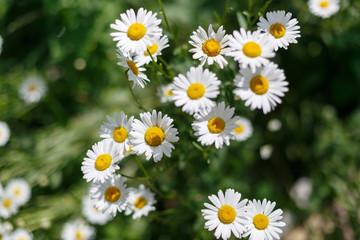chamomile wild flowers on the field