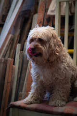 Un perrito lamiéndose los bigotes