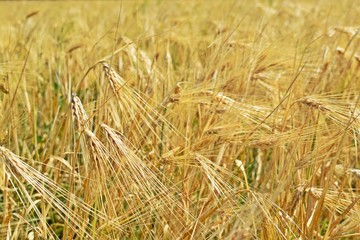Golden ears of rye growing in the field.