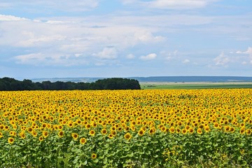 Beautiful,bright sunflower flowers.On a Sunny summer day.