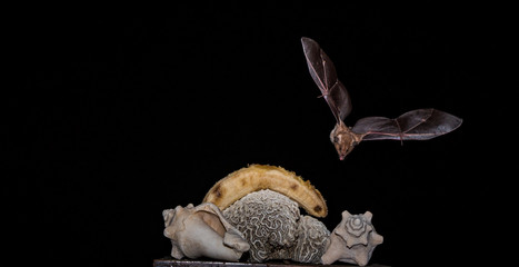   Flying bats Views around the Caribbean island of Curacao
