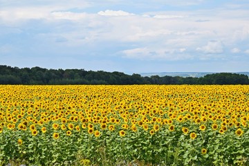 Beautiful,bright sunflower flowers.On a Sunny summer day.