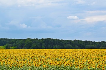 Beautiful,bright sunflower flowers.On a Sunny summer day.