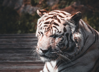 white Tiger head portrait in a zoo in austria
