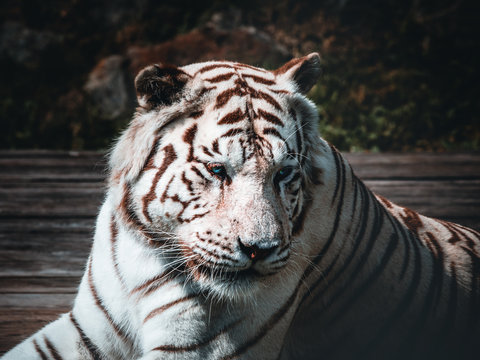 white Tiger head portrait in a zoo in austria
