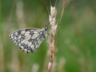 Marbled white butterfly, Melanargia galathea, single insect om grass, Warwickshire, July 2019