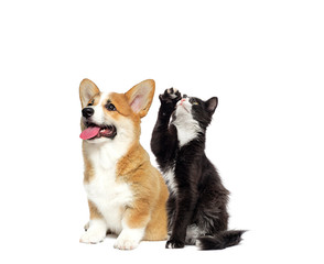 cat and dog  together on a white background