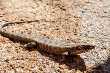 travel from damaraland to kaokoveld in namibia