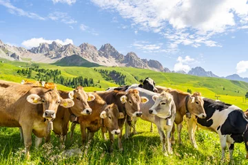 Gordijnen Prachtig landschap met vee op groene weide © Viacheslav Yakobchuk