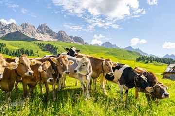 Idyllic Alps with cow on green field