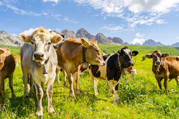Naklejka na ściany i meble Beautiful Alps with animal on pasture field