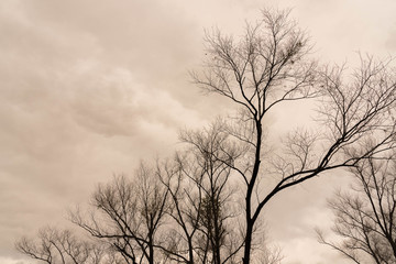 Silhouettes of trees on cloudy day