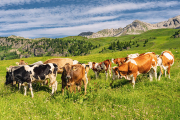 Fototapeta na wymiar Scenery Alps with herd of cow on pasture
