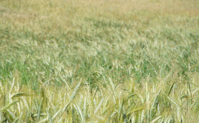 the wheat field