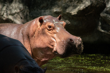 hippopotamus