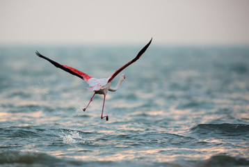 Greater Flamingos takeoff at Asker coast, Bahrain 