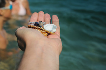 Cropped Hands Holding Seashells At Beach