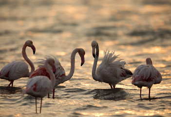 Greater Flamingos in the morning hours at Asker coast, bahrain 