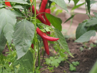 On the bushes hanging red peppers. Olericulture. Agriculture.