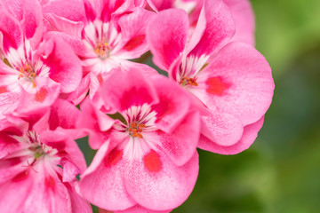 Beautiful pink flowers on green background