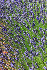 Obraz premium Lavender in bloom in the fields of Brihuega, Guadalajara Spain
